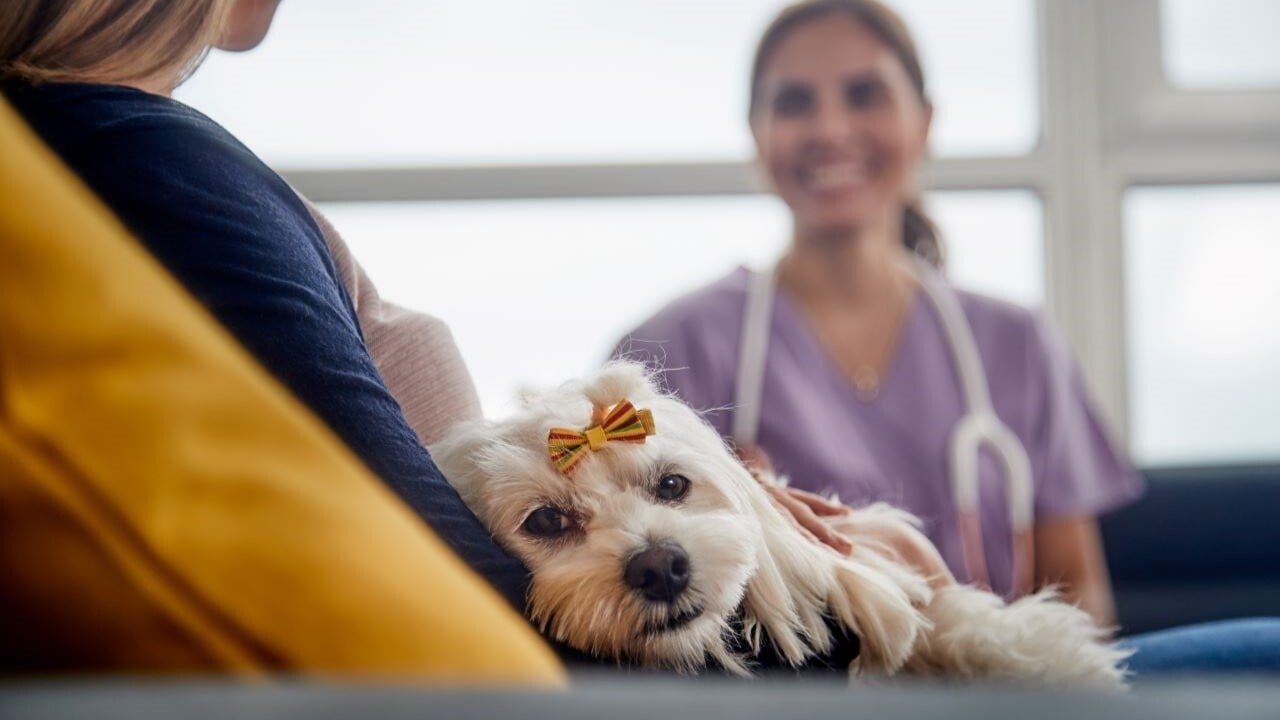 terapia de mascotas de asistencia en pacientes con cancer