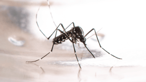 Prevención del Dengue en los Hogares: Combatiendo la Epidemia de Dengue en el Perú