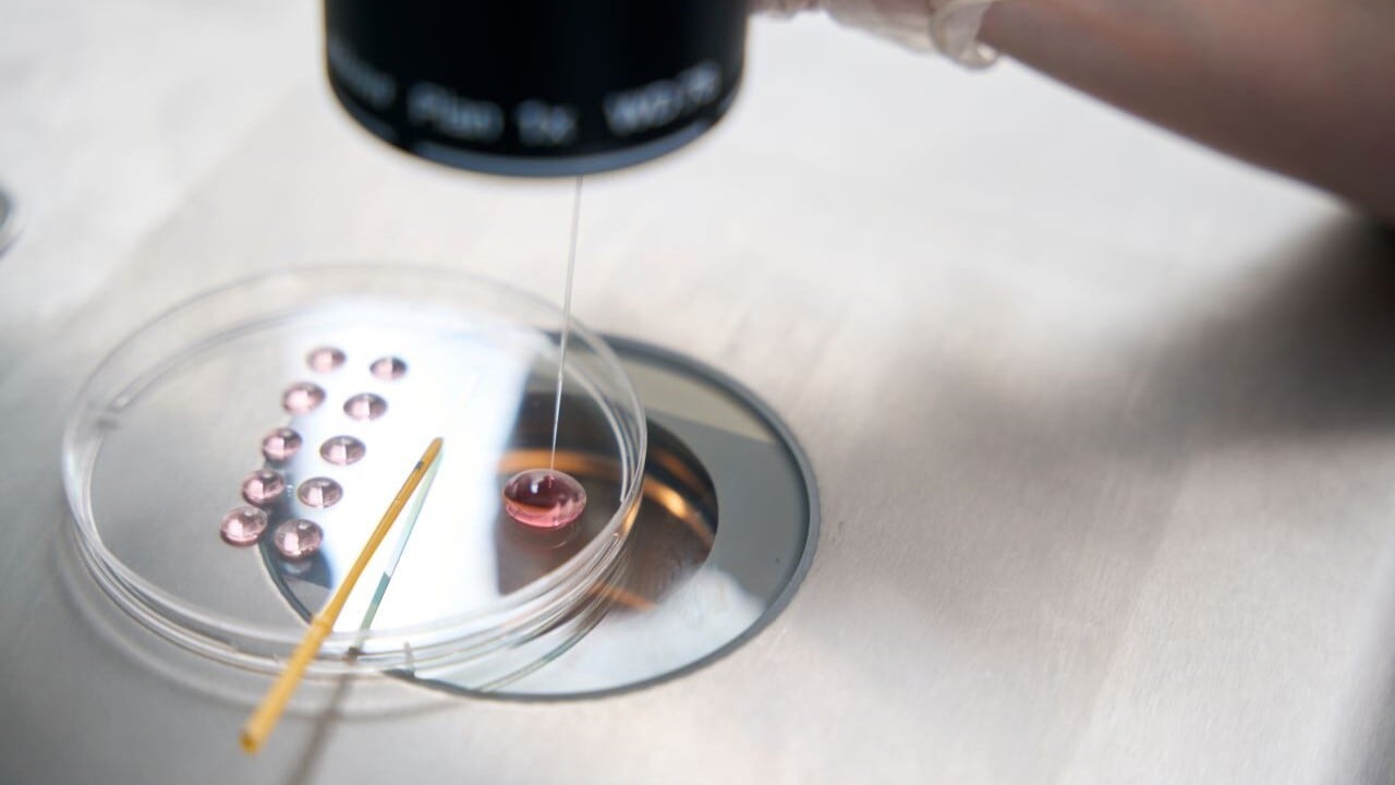 fecundacion in vitro en laboratorio
