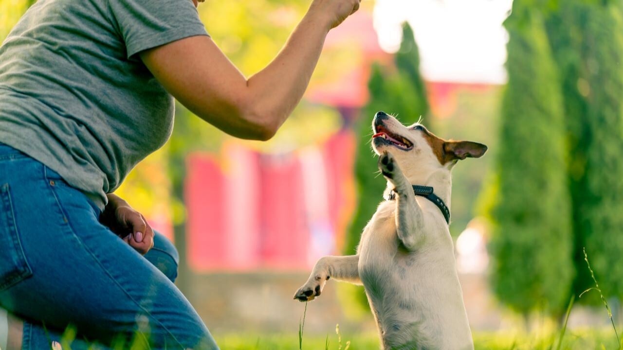 interactuar con mascotas es beneficioso para la salud