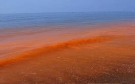 Alerta: ¡Cuidado con las Mareas Rojas en las Playas del Sur Chico!