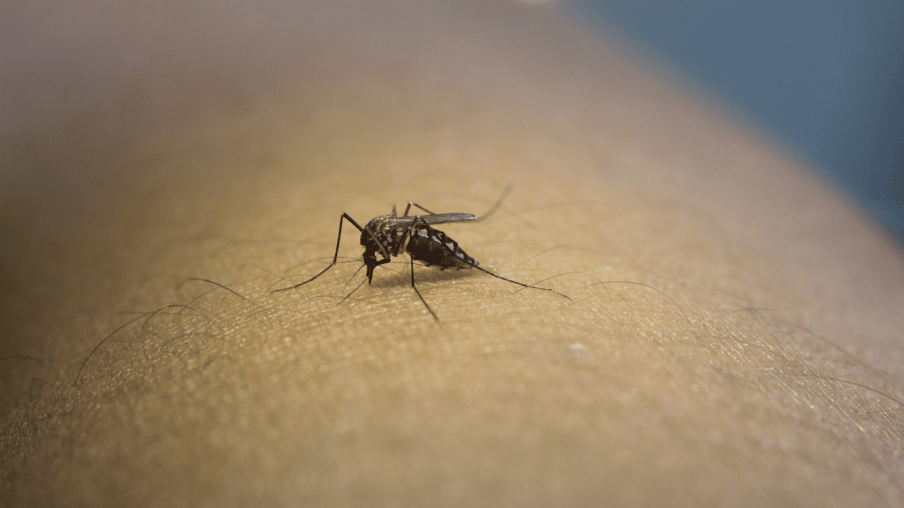 prevencion del dengue en los hogares