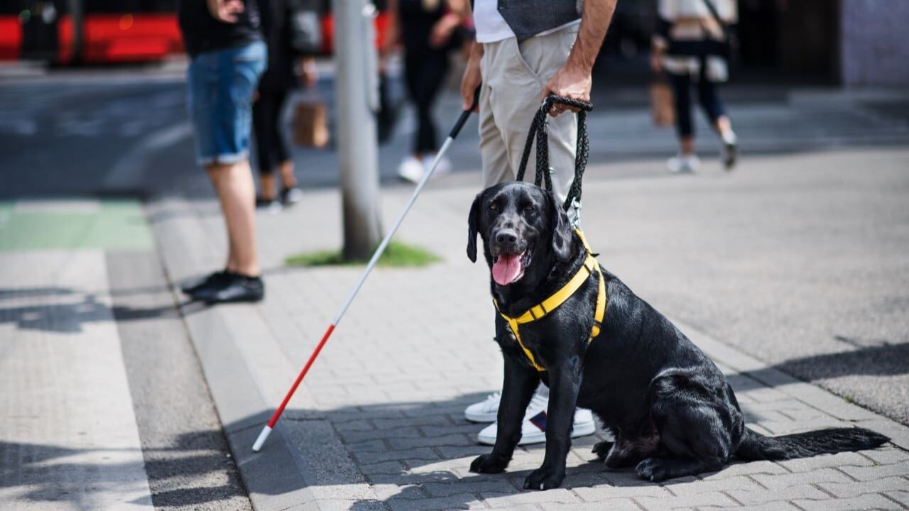 animales de asistencia para personas con discapacidades visuales y fisicas